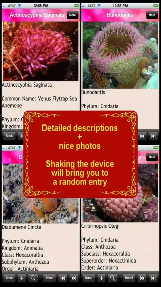 Sea Anemone Bible Screenshots