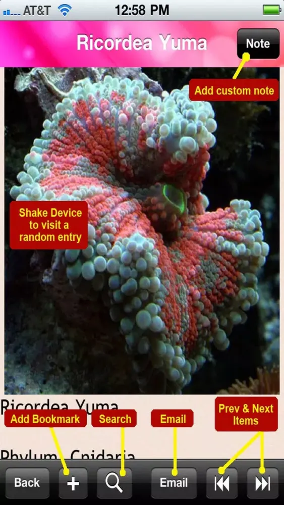 Sea Anemone Bible Screenshots