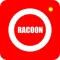racoon