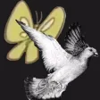 Is This A Pigeon? Is This A Pigeon?