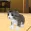 Kitten Cat Simulator 3D Craft