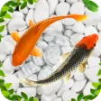 Koi Wallpapers