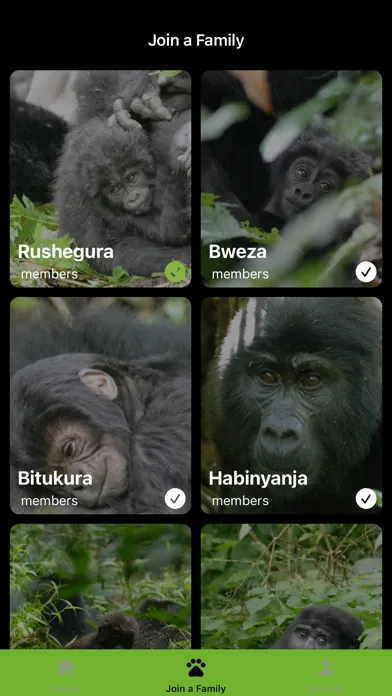 Ảnh chụp màn hình của My Gorilla Family