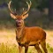 Deer Hunter Game : Best Deer Hunting in Sniper Shooting Game of 2016