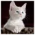Super Cute Cats and Kittens