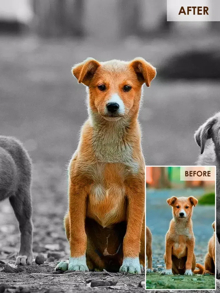 Color Highlight - Recolor Grayscale Photo Editor Free iPad  스크린샷