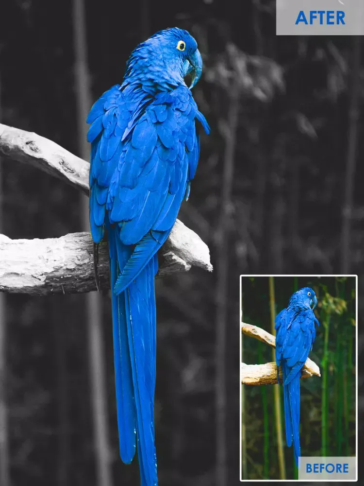 Color Highlight - Recolor Grayscale Photo Editor Free iPad  스크린샷