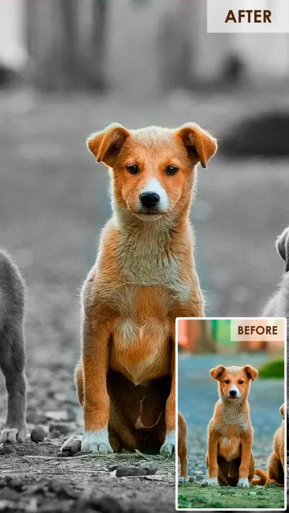 Color Highlight - Recolor Grayscale Photo Editor Free 스크린샷