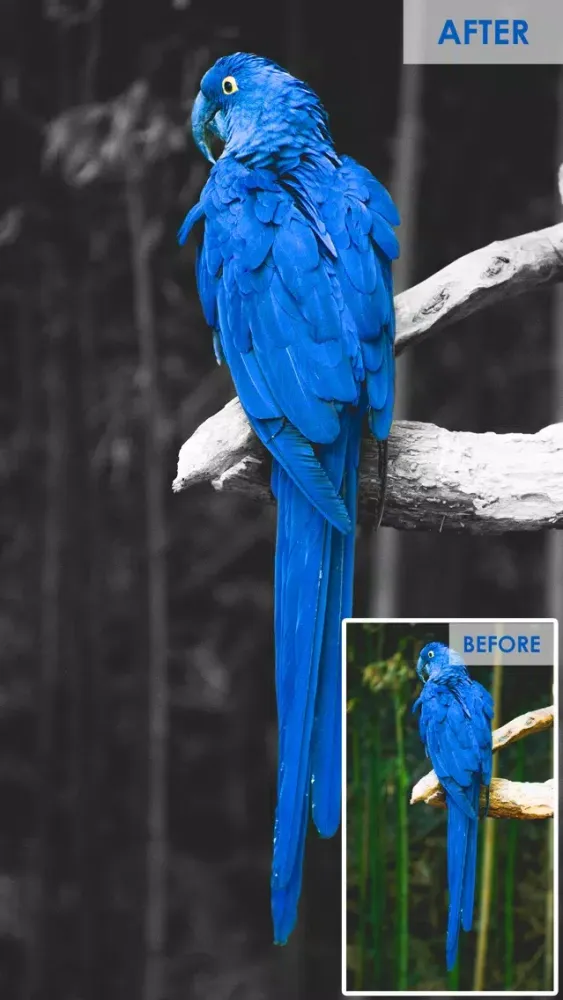 Color Highlight - Recolor Grayscale Photo Editor Free 스크린샷