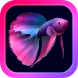 Bettarium