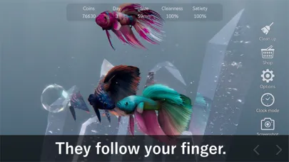 صور Bettarium - Betta Fish Tank