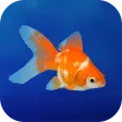 Goldfish