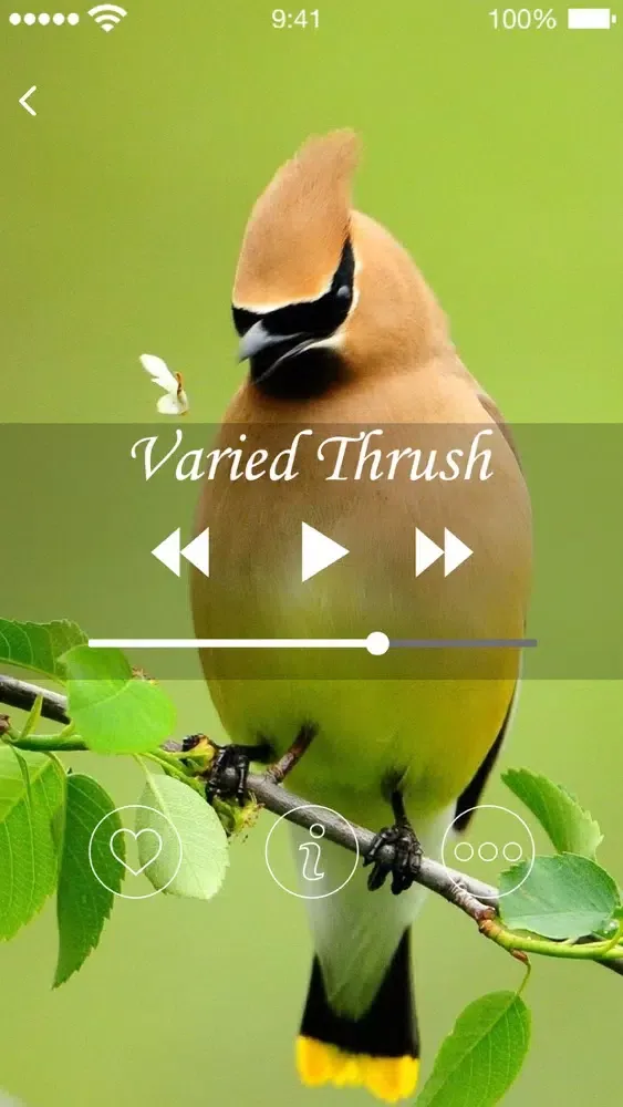 Capturas de pantalla de Bird Sounds of Nature 2020