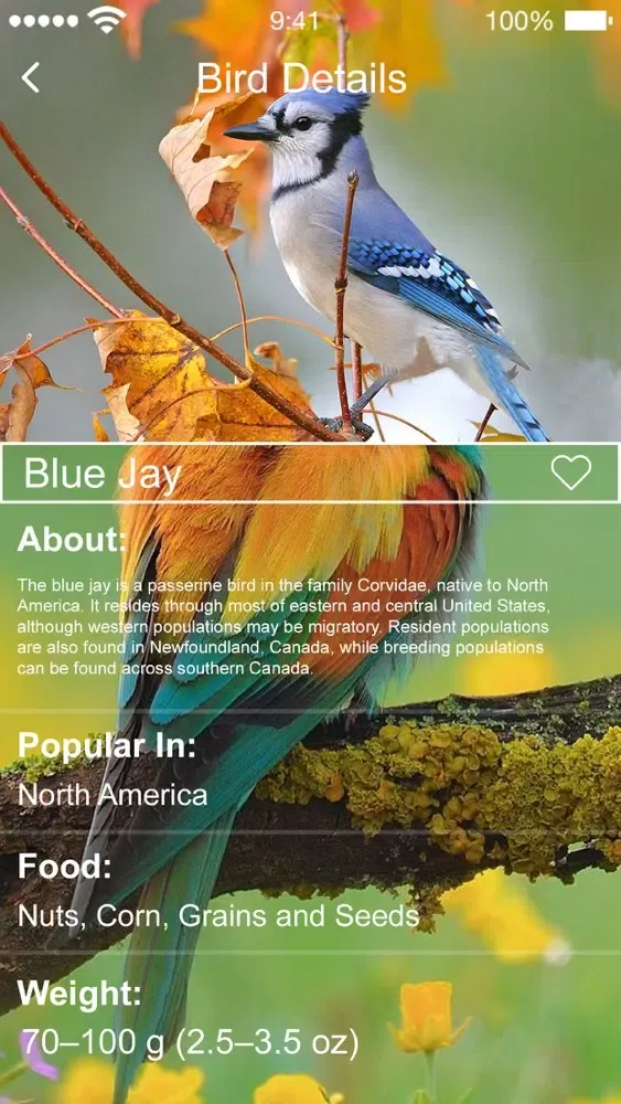 Capturas de pantalla de Bird Sounds of Nature 2020