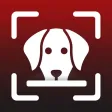 Identify Dog Breeds