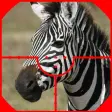 ZEBRA HUNTER