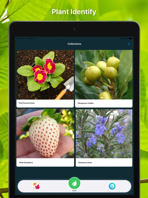 Capturas de tela do Plant Finder Tree identifer iPad 