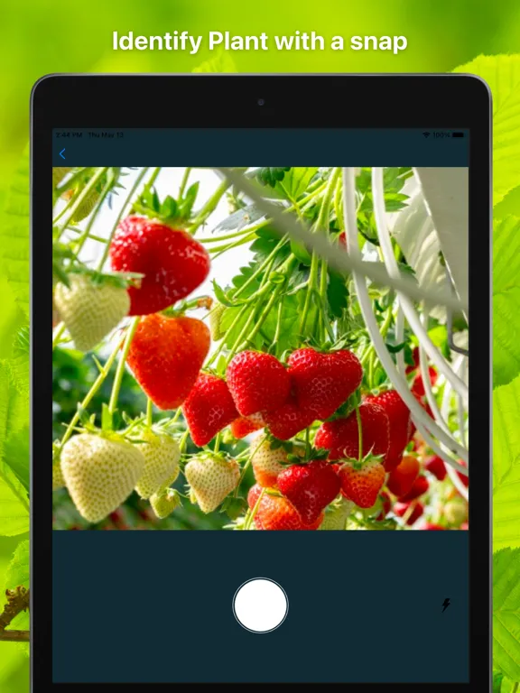 Capturas de tela do Plant Finder Tree identifer iPad 