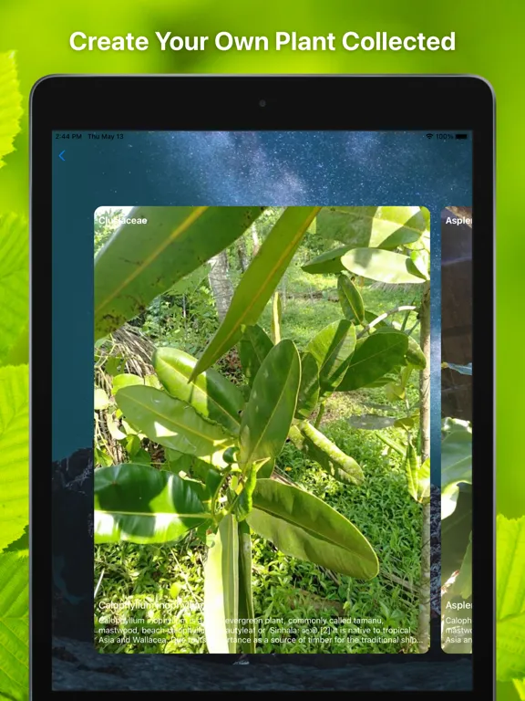 Capturas de tela do Plant Finder Tree identifer iPad 