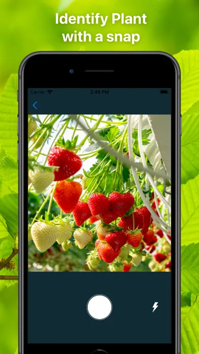 Capturas de tela do Plant Finder Tree identifer