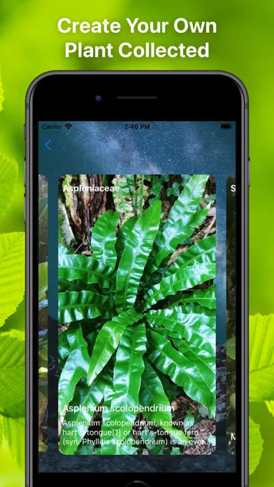 Capturas de tela do Plant Finder Tree identifer