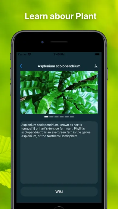 Capturas de tela do Plant Finder Tree identifer