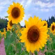 FlowerVisions by Landy® FlowerVisions by Landy®