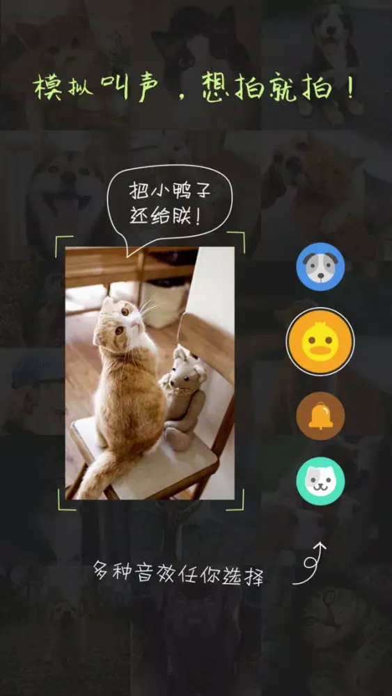 Ảnh chụp màn hình của 萌宠相机-猫狗的拍照神器