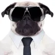Post Dog