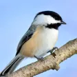 Chickadee Sounds Chickadee Sounds