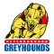 Peterborough Greyhounds