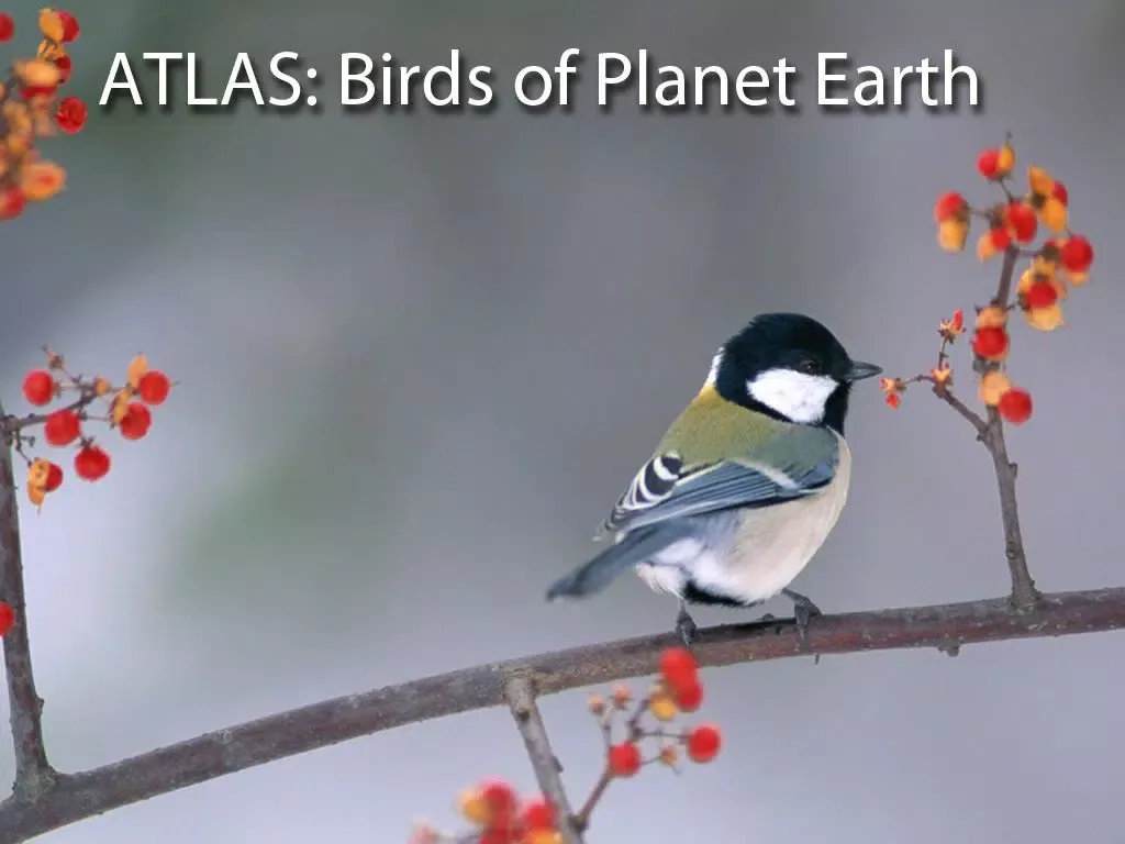 Zrzuty ekranu Birds on Planet Earth iPad 
