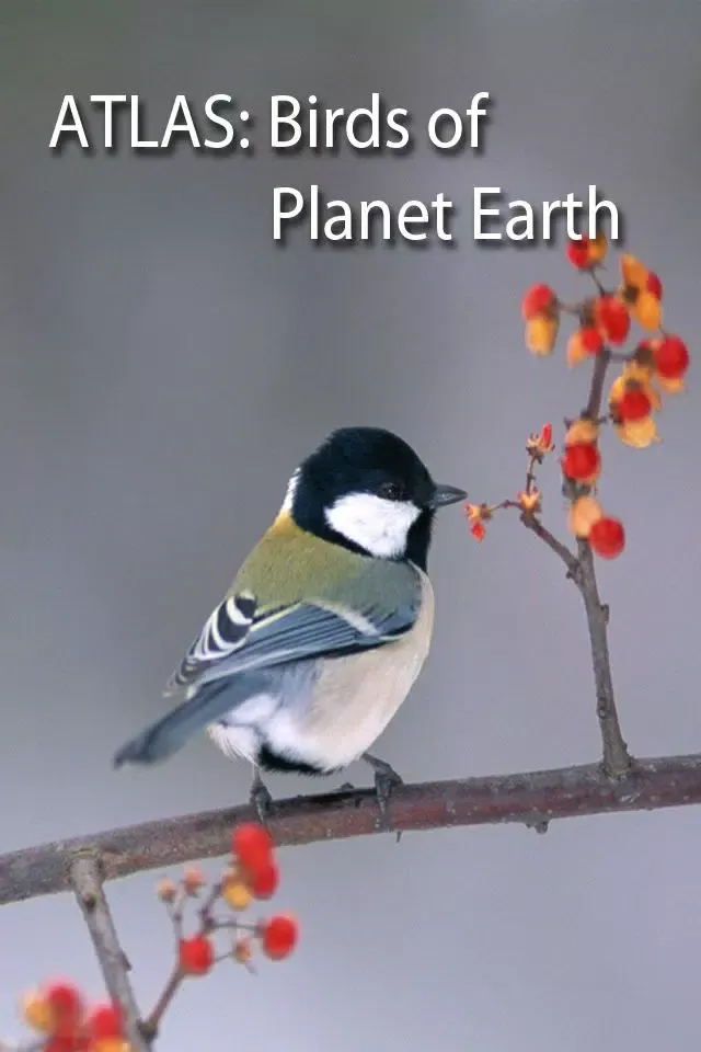 Zrzuty ekranu Birds on Planet Earth