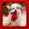 Christmas Puppy Dog Jigsaw Puzzles for Toddlers