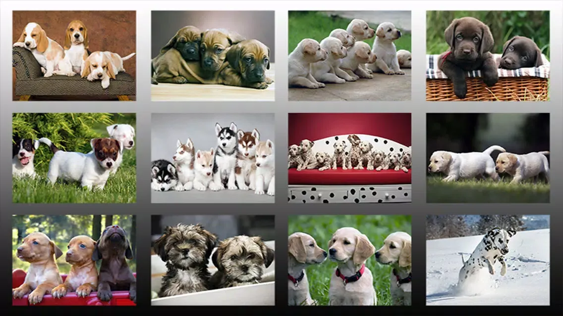 Cute Dog Jigsaw Puzzles for Kids - Animal Learning Fun Games Screenshots