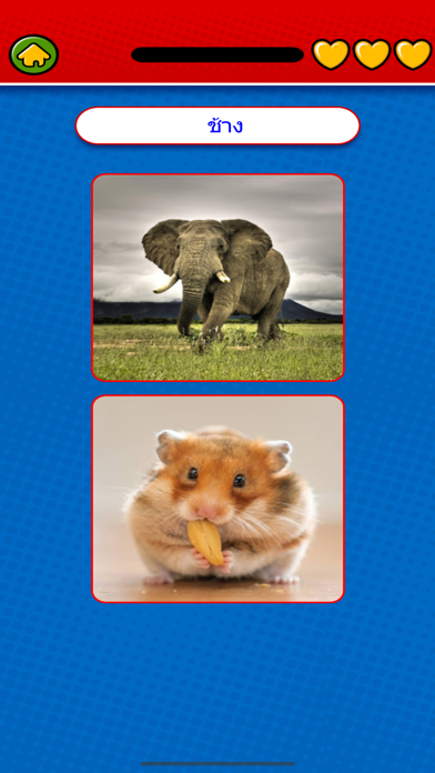 Game to learn Thai Flashcard Screenshots