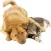 Cats & Dogs Hd Wallpapers and Backgrounds