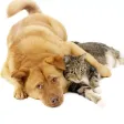 Cats & Dogs Hd Wallpapers and Backgrounds Cats & Dogs Hd Wallpapers and Backgrounds