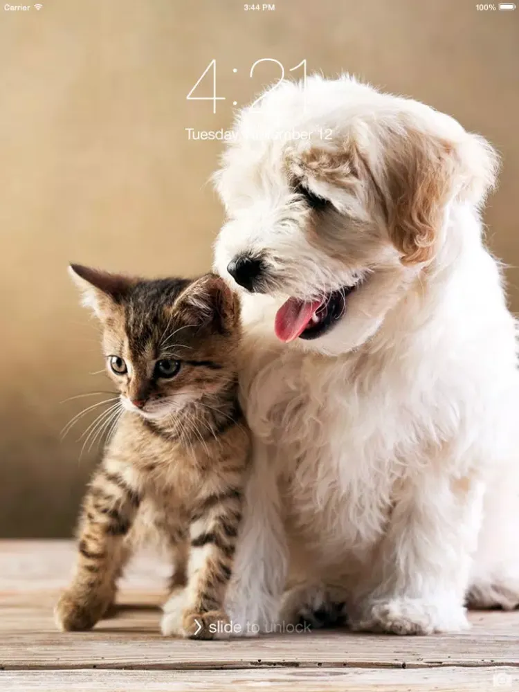 Tangkapan skrin Cats & Dogs Hd Wallpapers and Backgrounds iPad 