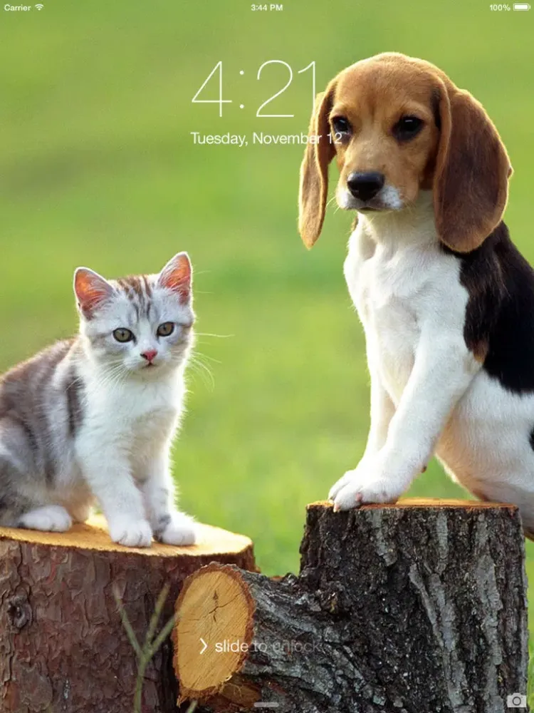 Tangkapan skrin Cats & Dogs Hd Wallpapers and Backgrounds iPad 