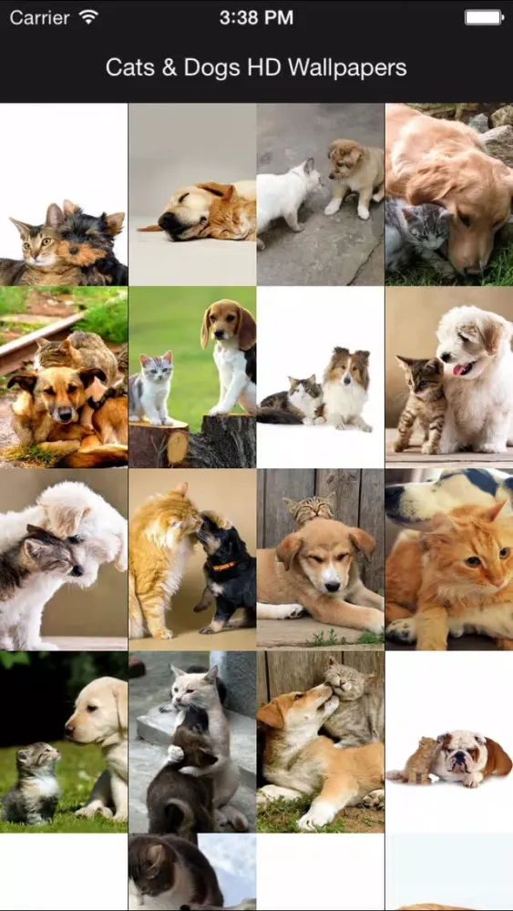 Tangkapan skrin Cats & Dogs Hd Wallpapers and Backgrounds