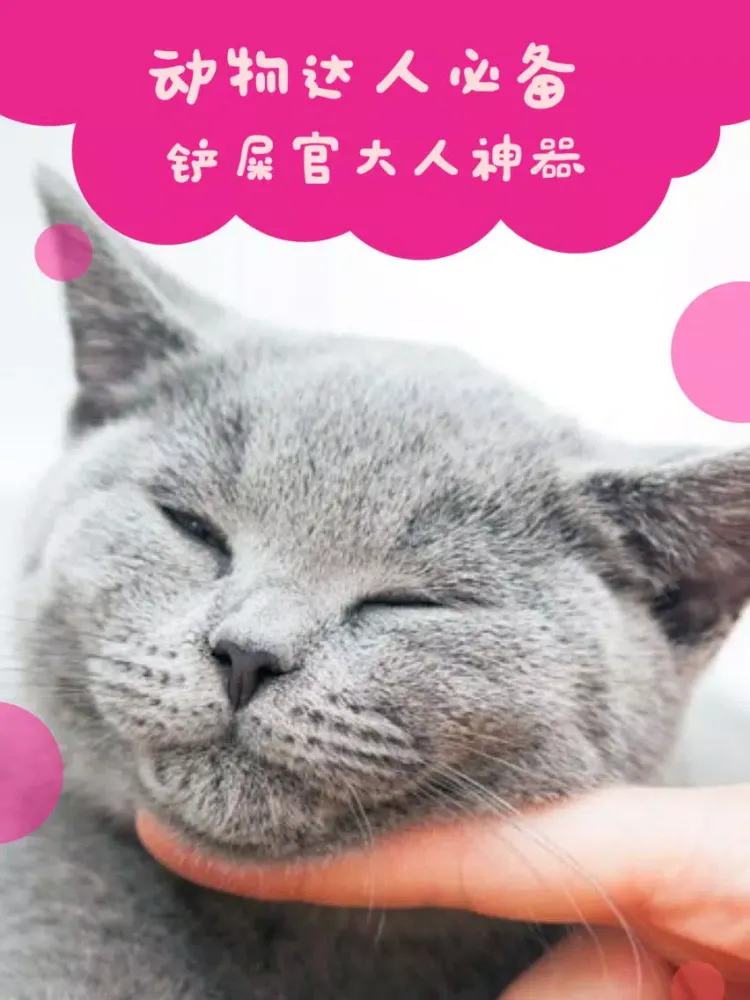 تصاویر 猫语翻译器-猫语翻译人猫交流器 iPad 