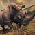 Carnivores : Animal Hunter 2016