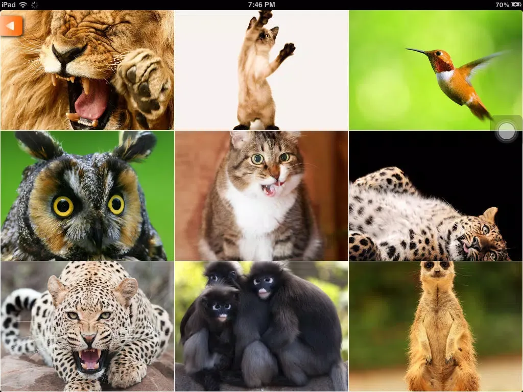 Gugu WallPapers iPad  স্ক্রিনশট