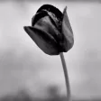 El Tulipán Negro - Alejandro Dumas El Tulipán Negro - Alejandro Dumas