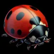 Insect ID:Bug Finder-Scanner