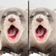 Find the Difference in Ferret