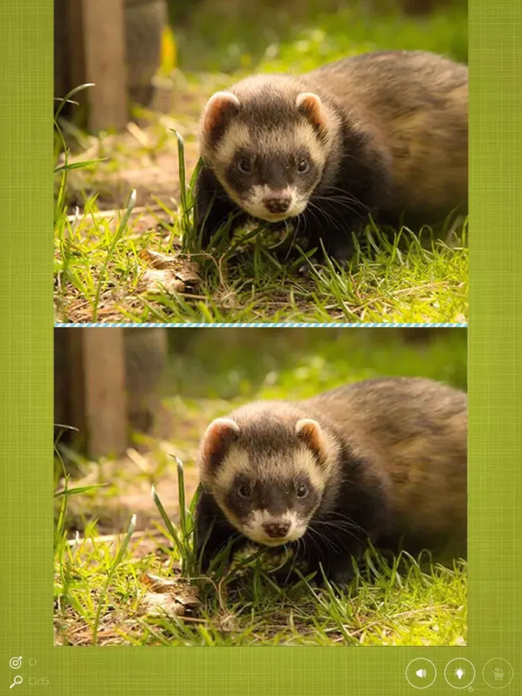 Captures d'écran de Find the Difference in Ferret iPad 