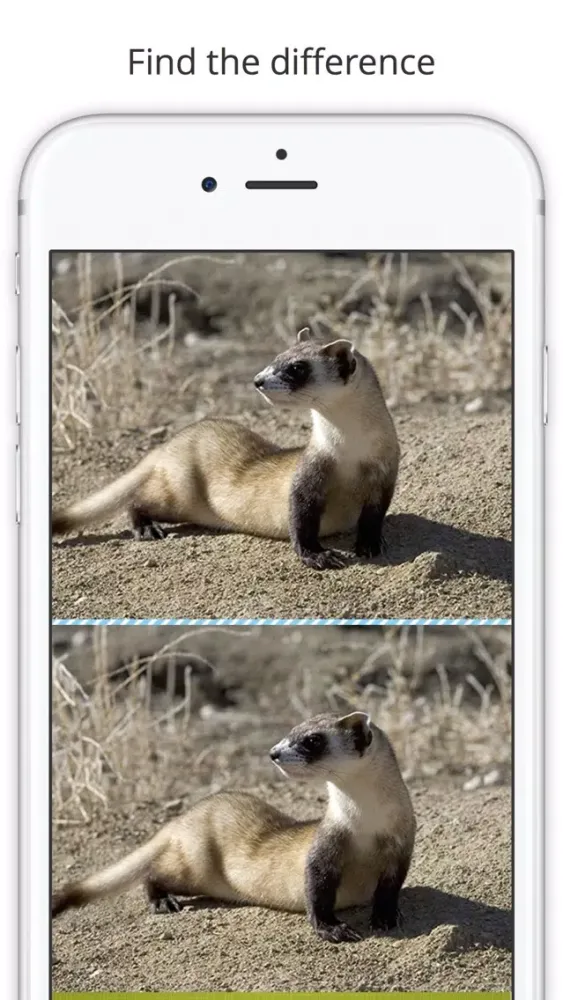 Captures d'écran de Find the Difference in Ferret
