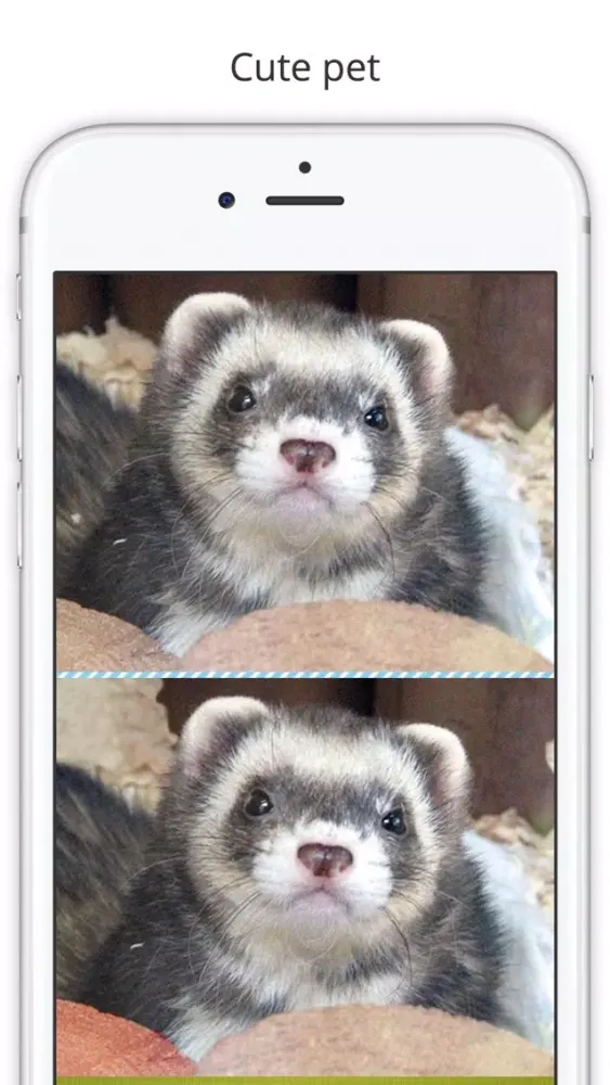 Captures d'écran de Find the Difference in Ferret